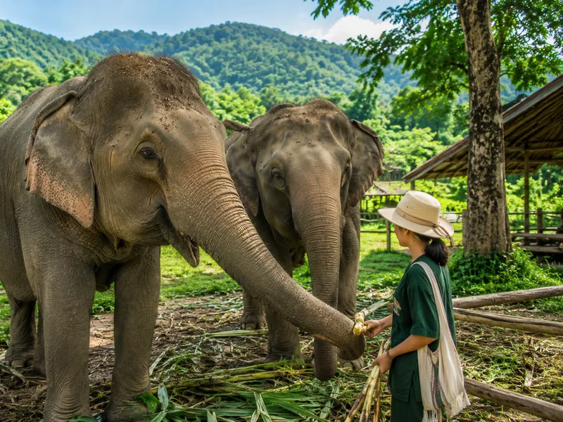 Elefantes en un santuario ético cerca de Chiang Mai observados de forma responsable